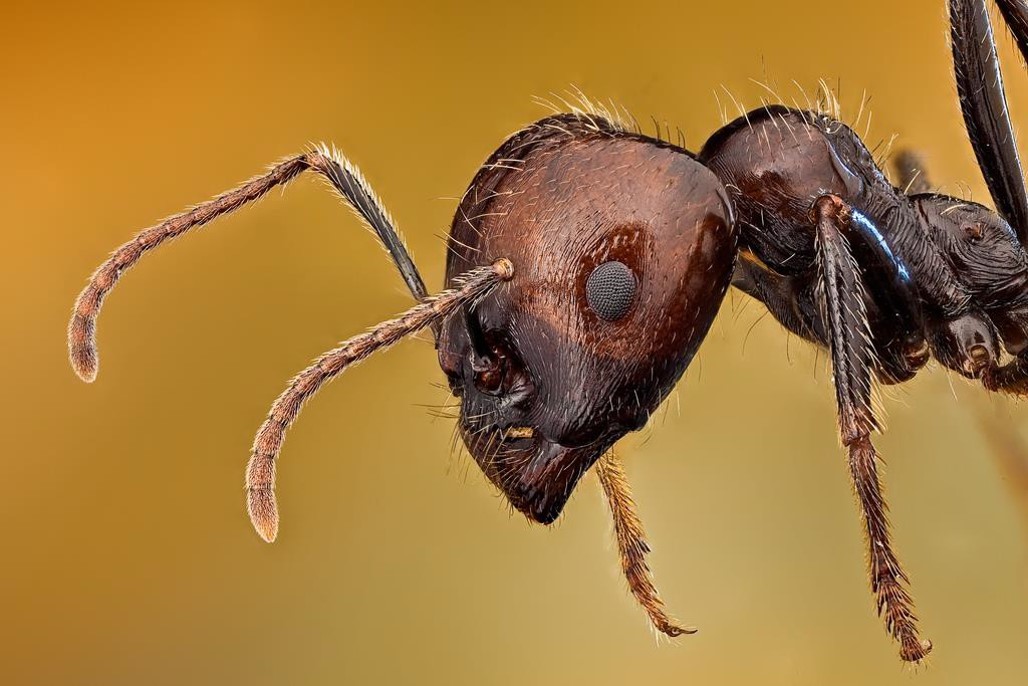 Macro